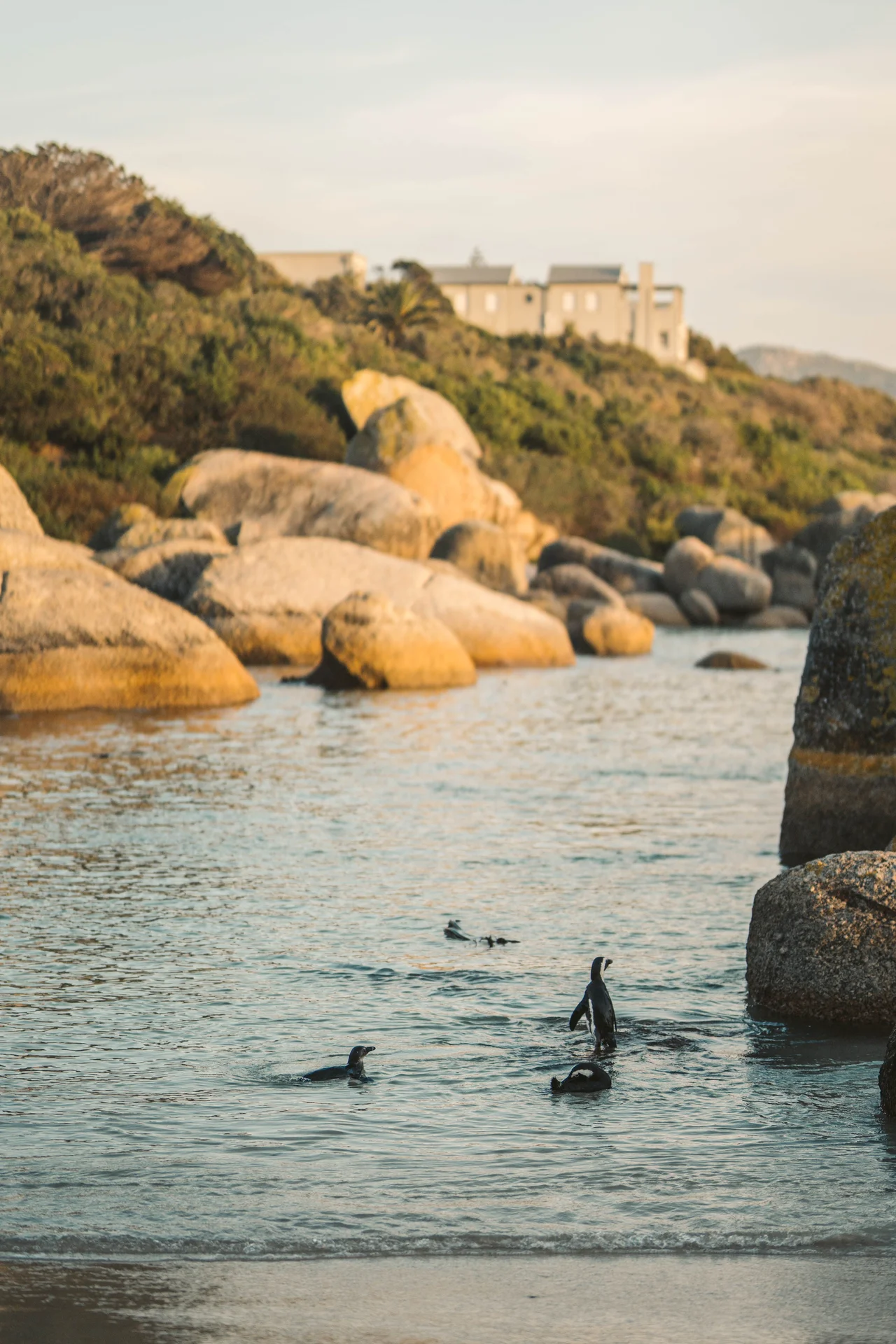 Boulders Beach Cove Swimming